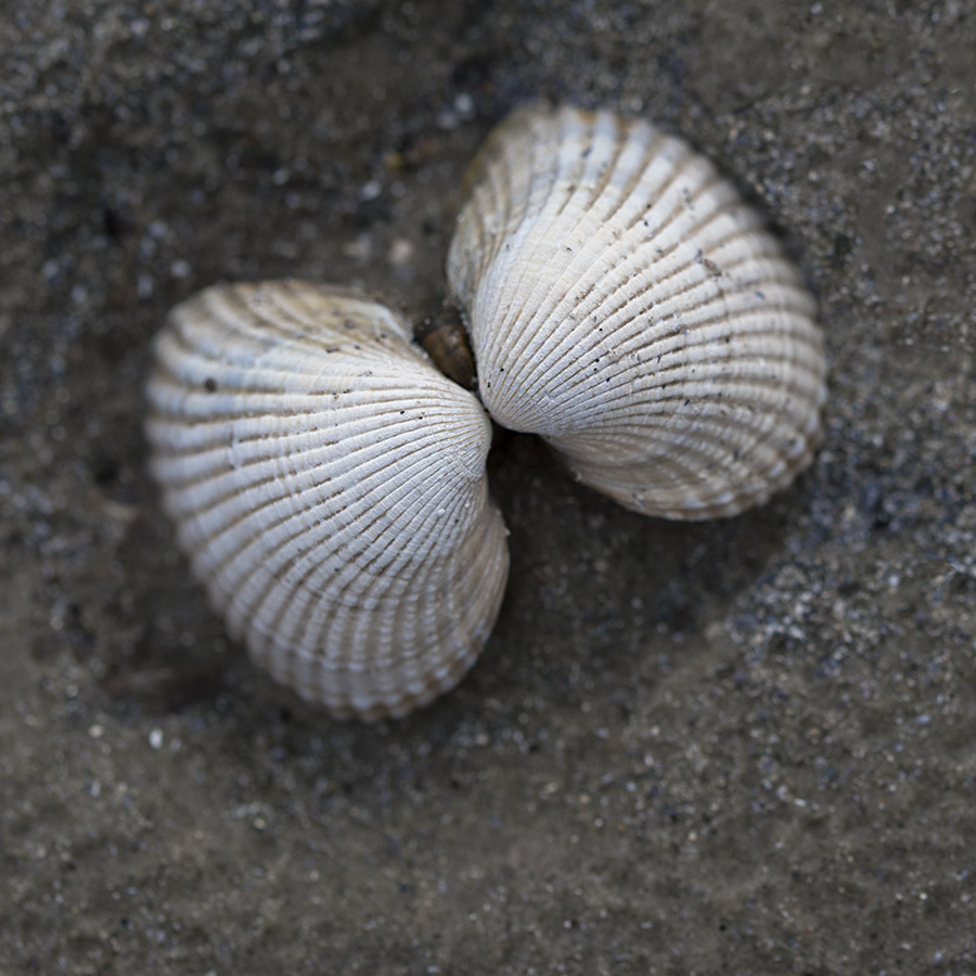 Schleswig Holstein Ostsee 09_2015 KA7_6133 als Smartobjekt-1 Kopie.jpg - Beim Strandspaziergang in Hohwacht sahen wir dieses verliebte Muschelpärchen